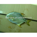 Golden Pomfret Fish